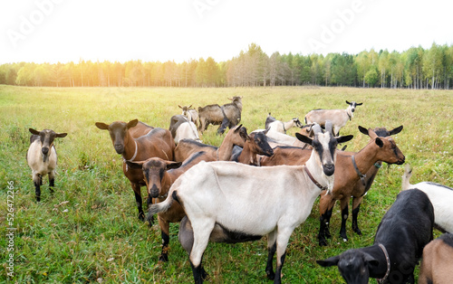 Wallpaper Mural Herd of goats on the eco farm. Brown goats standing in green meadow and looking at the camera. Goat Milk farm. Torontodigital.ca