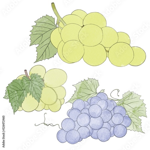 Branch of ripe grapes- watercolor freehand drawing. Bunch of sweet grapes
