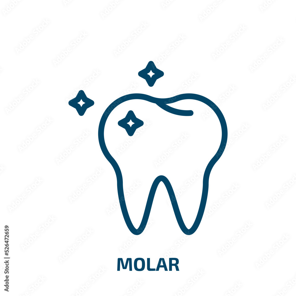 molar icon from medical collection. Thin linear molar, science, education outline icon isolated on white background. Line vector molar sign, symbol for web and mobile molar icon from medical collection. Thin linear molar, science, education outline icon isolated on white background. Line vector molar sign, symbol for web and mobile