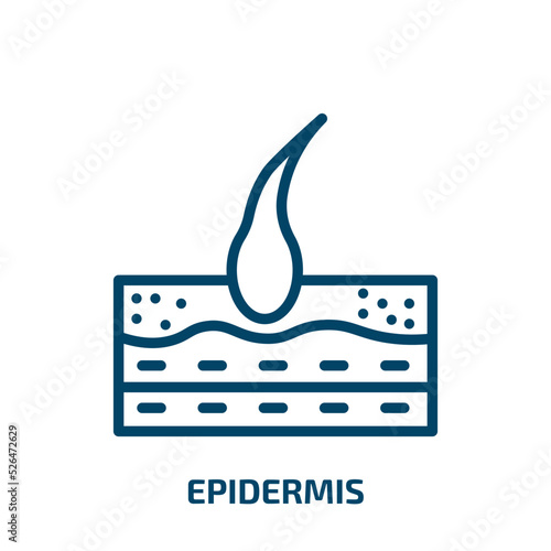 epidermis icon from medical collection. Thin linear epidermis, anatomy, skin outline icon isolated on white background. Line vector epidermis sign, symbol for web and mobile