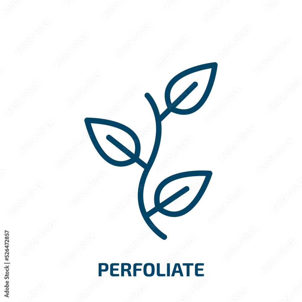 perfoliate icon from nature collection. Thin linear perfoliate, nature, cordate outline icon isolated on white background. Line vector perfoliate sign, symbol for web and mobile