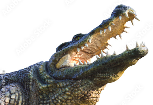 Isolate statue cement alligator agape obnoxiously through which sunlight inside.