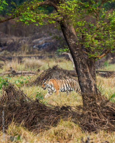 wild bengal female tiger or panthera tigris tigris on prowl in morning for territory marking in natural scenic background at kanha national park forest or tiger reserve madhya pradesh india asia