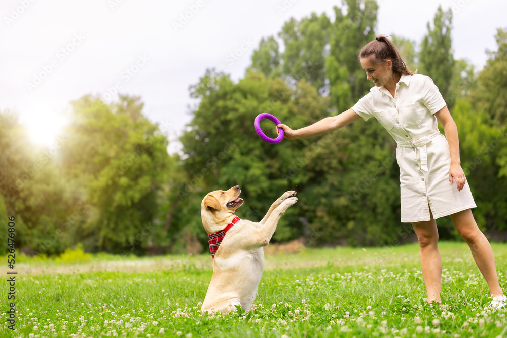 a young girl plays with a toy ring with a labrador dog on the grass