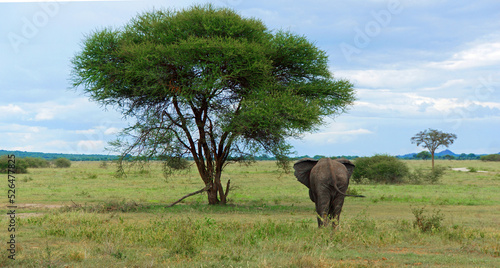 elephant walks across African savannah in the background acacia tree and blue sky