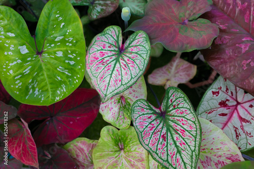 Caladium bicolor is regarded as the  Queen of the Leafy Plants . Close up of Caladium Bicolor beautiful leaves.