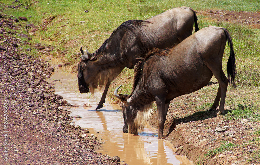 some wildebeest drinking water from a ditch some wildebeest drinking water from a ditch