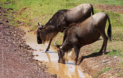 some wildebeest drinking water from a ditch