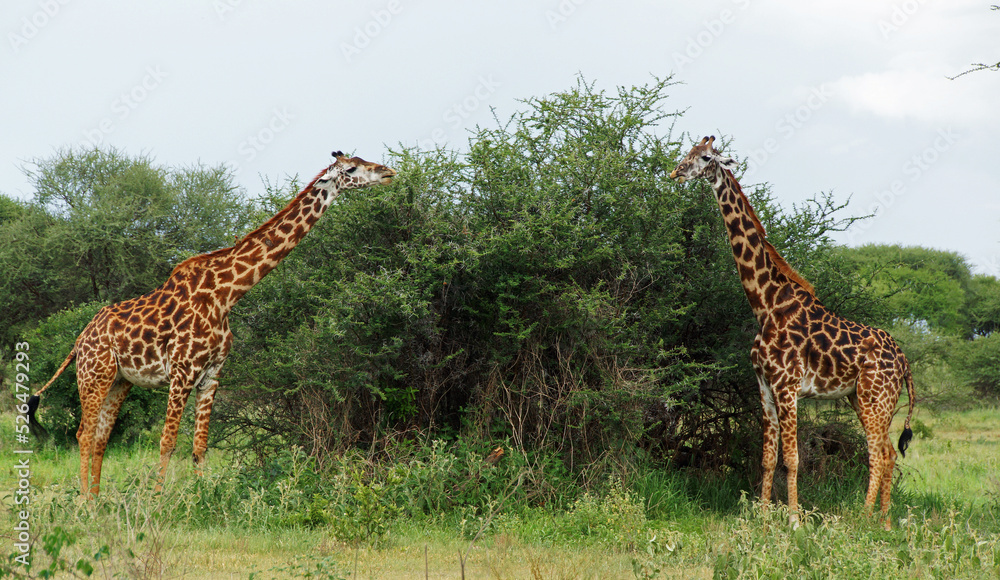 Obraz premium two Maasai giraffes feeding on acacia trees in African savana