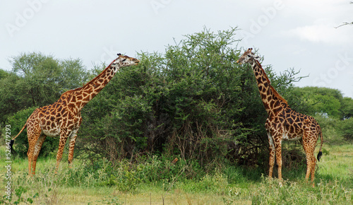 two Maasai giraffes feeding on acacia trees in African savana