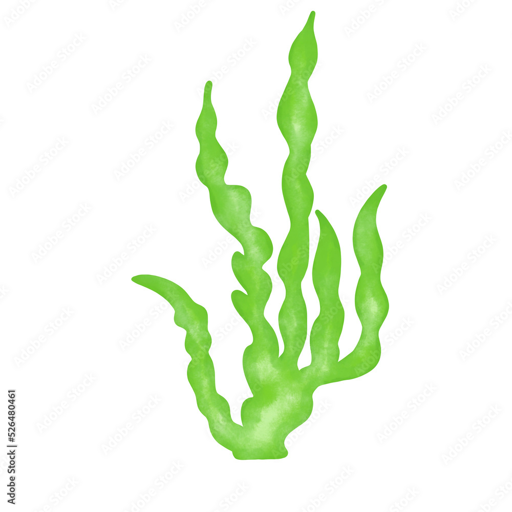 green seaweed leaf watercolor illustration green seaweed leaf watercolor illustration