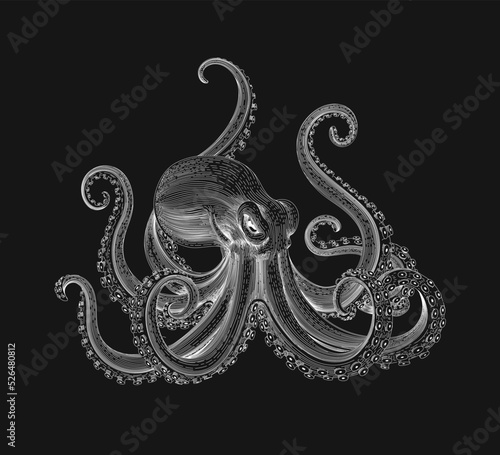 Vintage white octopus on black background. Hand drawn squid engraved ocean animal.