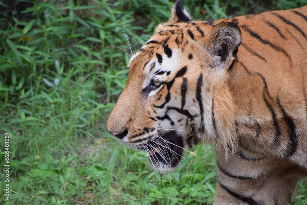 Indian tiger is standing on a grass field