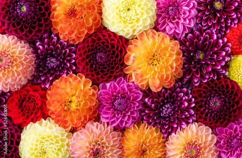 Photo Colorful autumn dahlia flowers pattern as background. Top view.