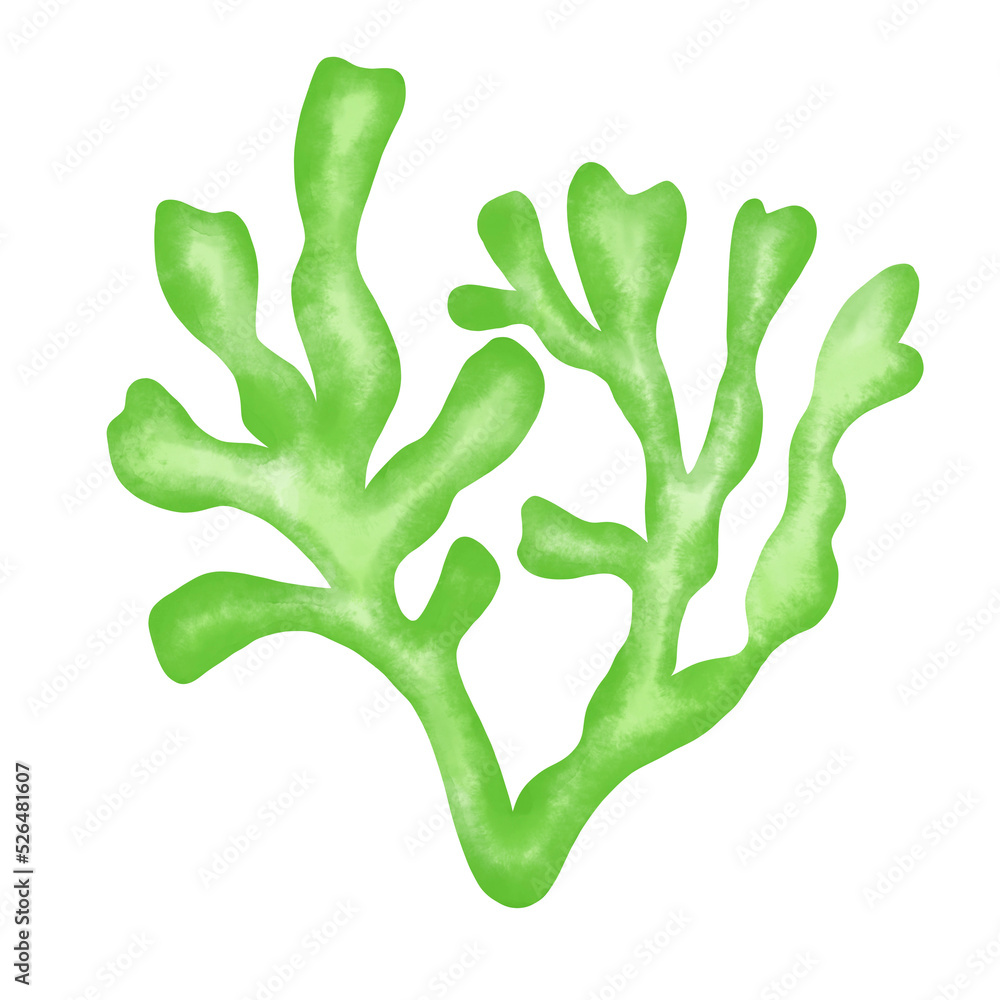 green seaweed leaf watercolor illustration green seaweed leaf watercolor illustration