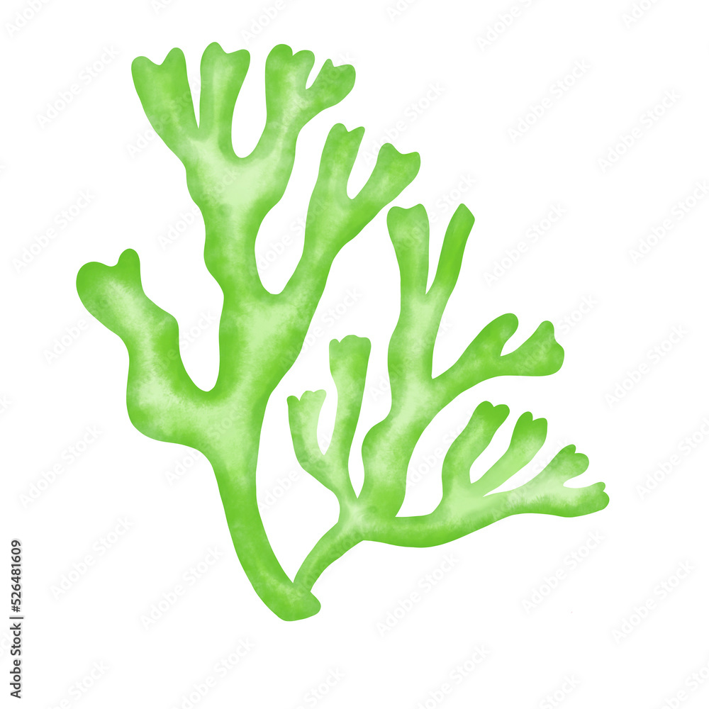 green seaweed leaf watercolor illustration green seaweed leaf watercolor illustration
