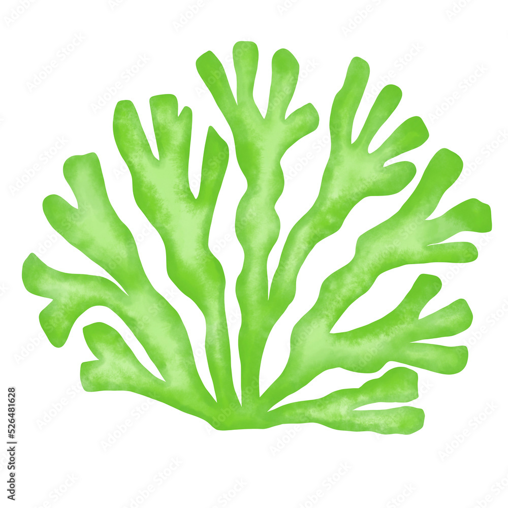 green seaweed leaf watercolor illustration green seaweed leaf watercolor illustration