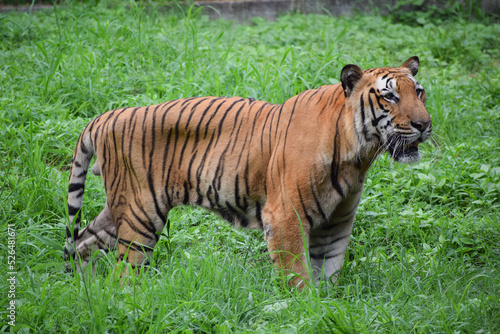 Indian tiger is standing on a grass field