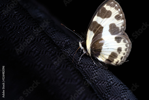 Elbowed Pierrot Caleta elna photo