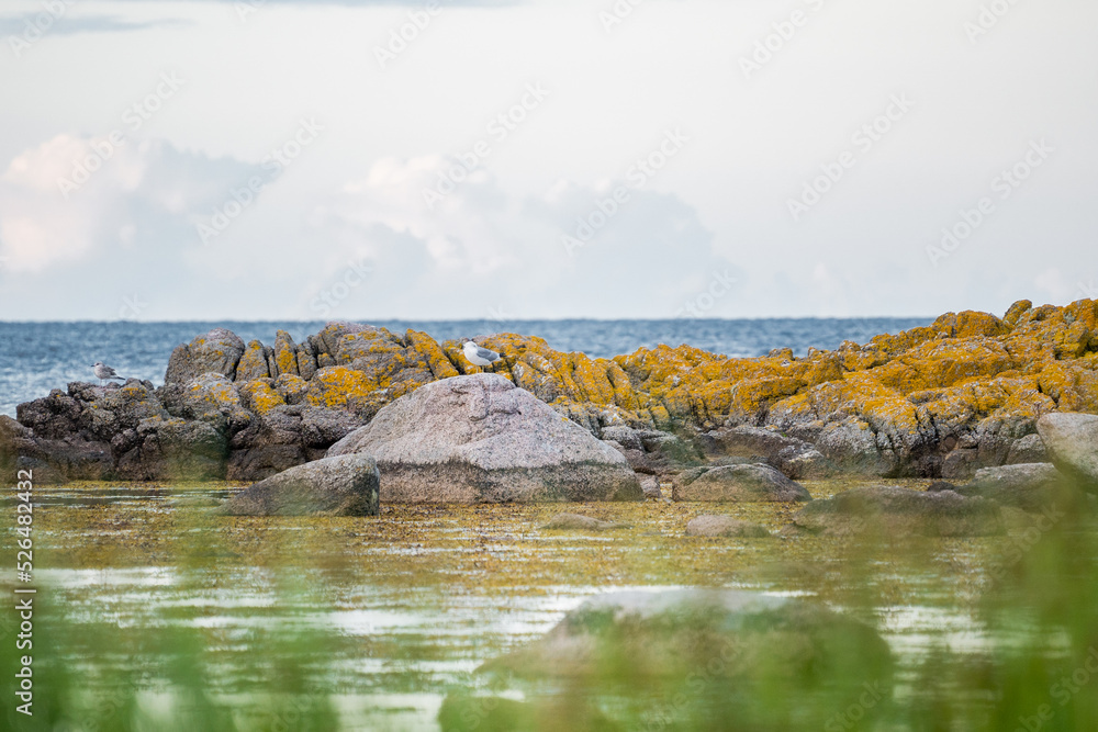 Fototapeta premium sesagulls sitting on rocks at northern coastline of Bornholm, Denmark