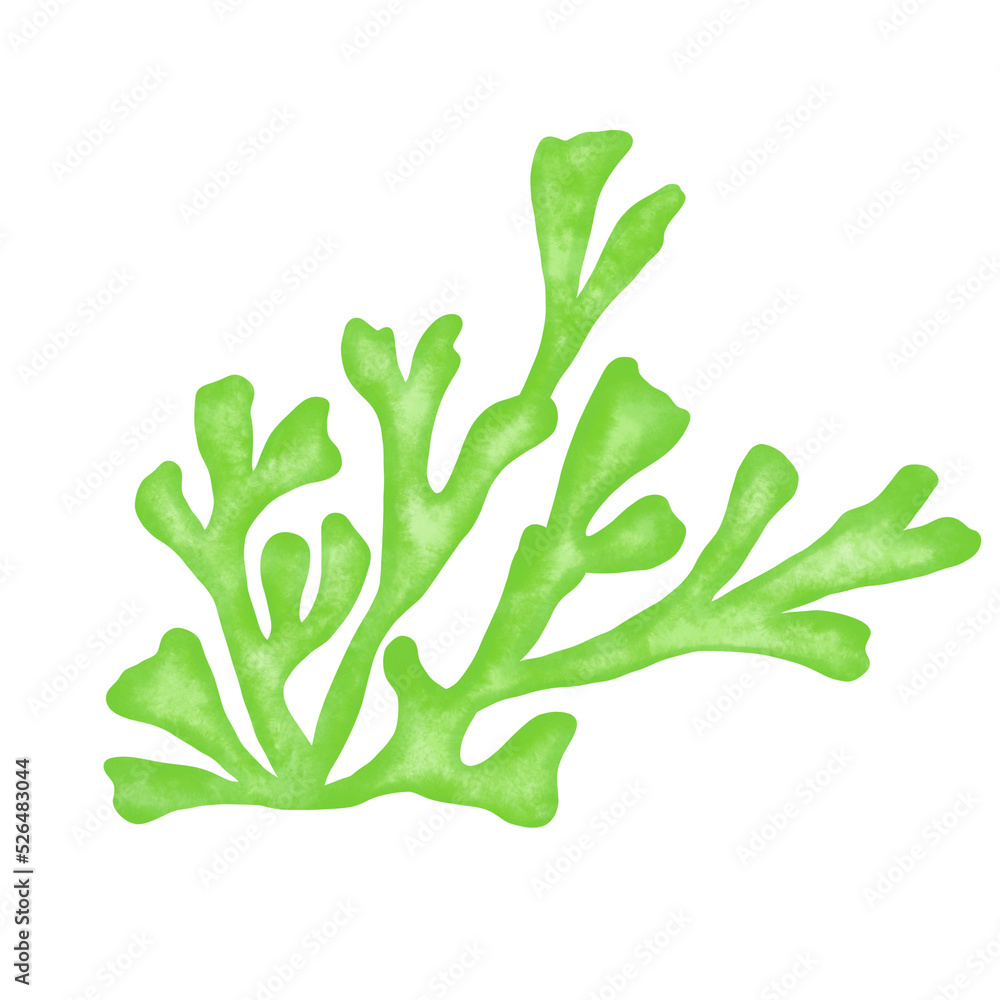 green seaweed leaf watercolor illustration green seaweed leaf watercolor illustration