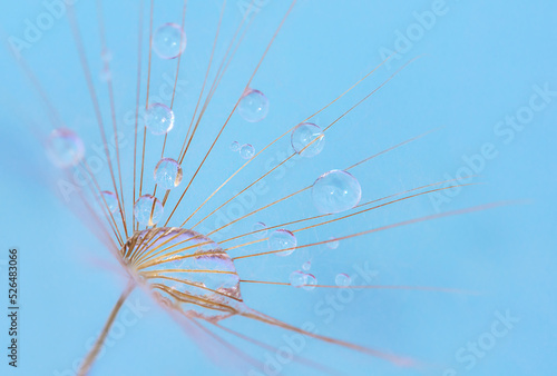 Beautiful water drop on one dandelion seed, macro in nature.