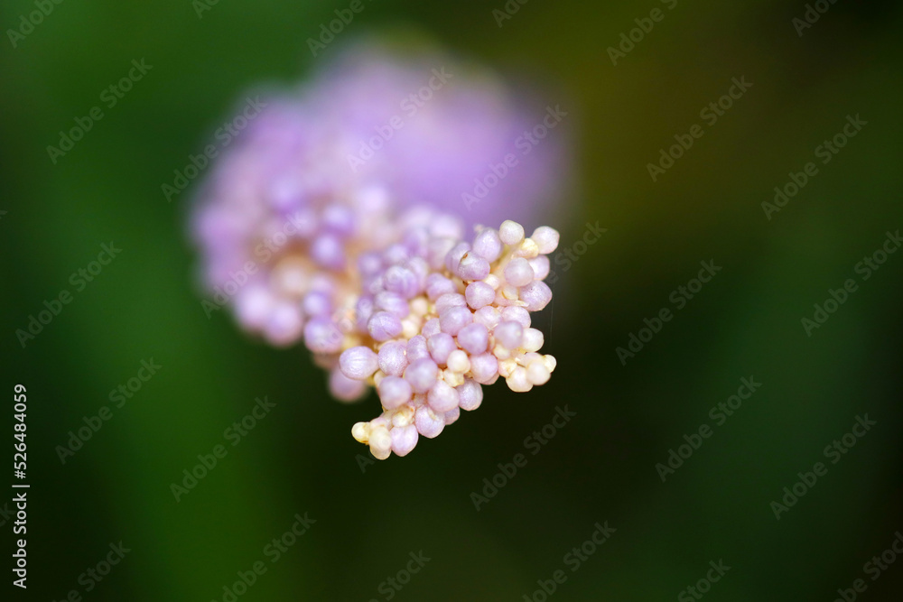 Close up macro photo of Close up macro photo of