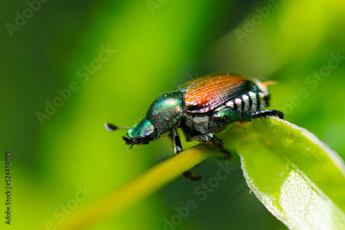 Japanese beetle "Mamekogane (Popillia japonica)", close up macro photograph.