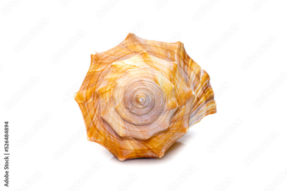 Image of Trapezium Horse Conch / Striped Fox Conch seashell (Pleuroploca trapezium) isolated on white background. Undersea Animals. Sea Shells. Image of Trapezium Horse Conch / Striped Fox Conch seashell (Pleuroploca trapezium) isolated on white background. Undersea Animals. Sea Shells.