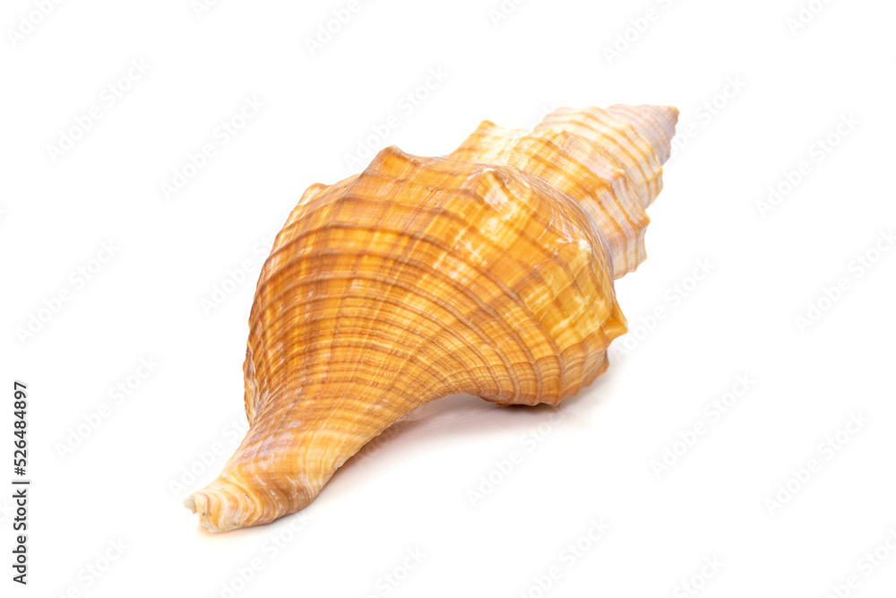 Image of Trapezium Horse Conch / Striped Fox Conch seashell (Pleuroploca trapezium) isolated on white background. Undersea Animals. Sea Shells.