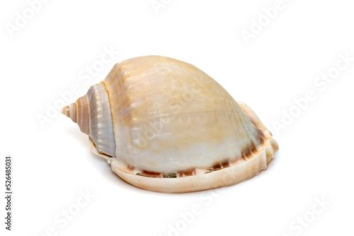 Image of phalium glaucum shell, common name the grey bonnet or glaucus bonnet, is a species of large sea snail, a marine gastropod mollusk in the family Cassidae, the helmet snails and bonnet snails.