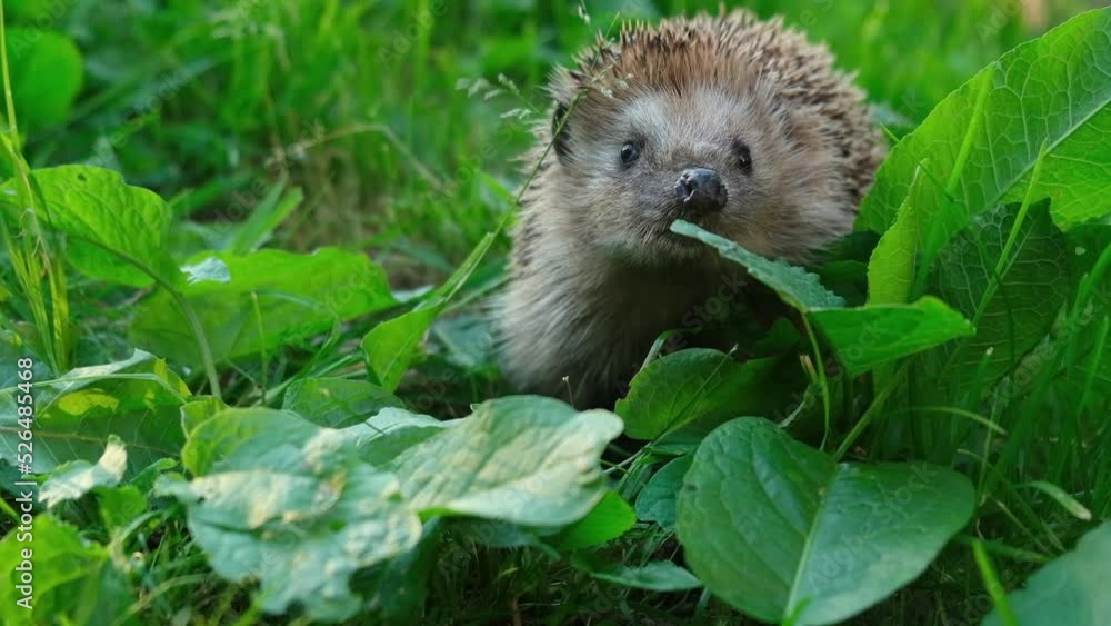 European hedgehog looks out of burdocks and sniffs. Wild animal raises its muzzle and licks its nose in grass. Slow motion. European hedgehog looks out of burdocks and sniffs. Wild animal raises its muzzle and licks its nose in grass. Slow motion.