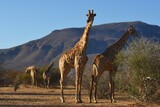 Steppengiraffe (giraffa camelopardalis) vor dem Erongo Gebirge in Namibia.