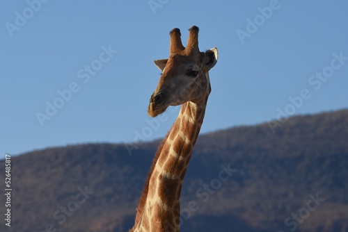 Steppengiraffe  giraffa camelopardalis  vor dem Erongo Gebirge in Namibia.