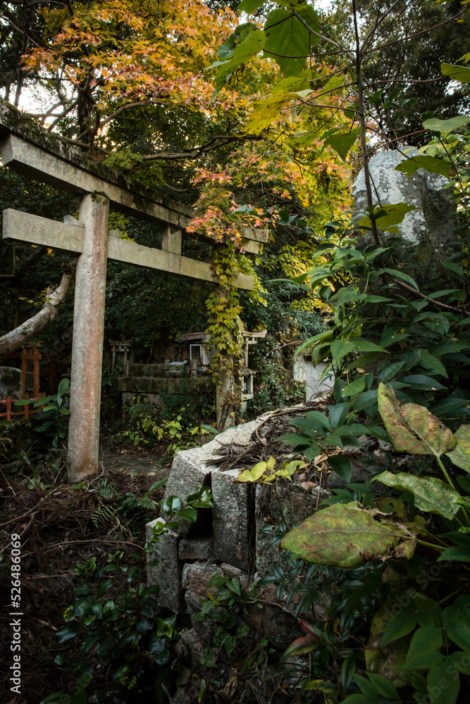 京都 伏倉大神の鳥居と深い森 京都 伏倉大神の鳥居と深い森
