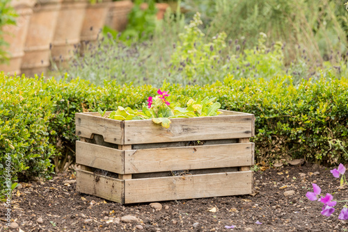 potted flowers in a rustic wooden box set in a vegatable garden to help with Pollination