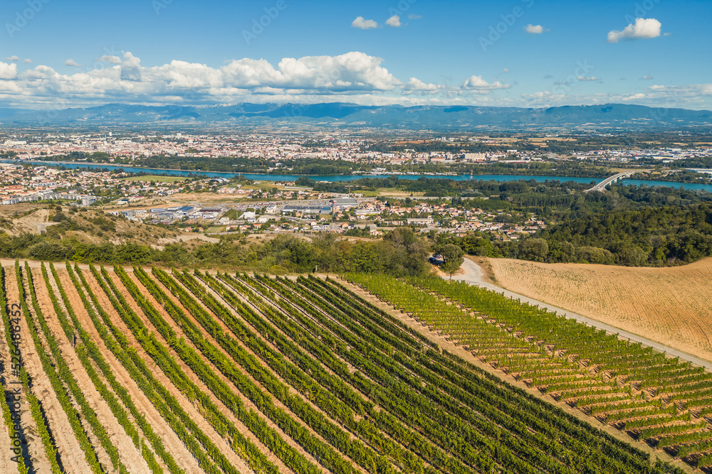 Panoramic aerial photo of the ripening grape fields during the summer season. White grape intended for wine. A few weeks before harvest. Grape fields on the view of the mountain. Background. Landscape