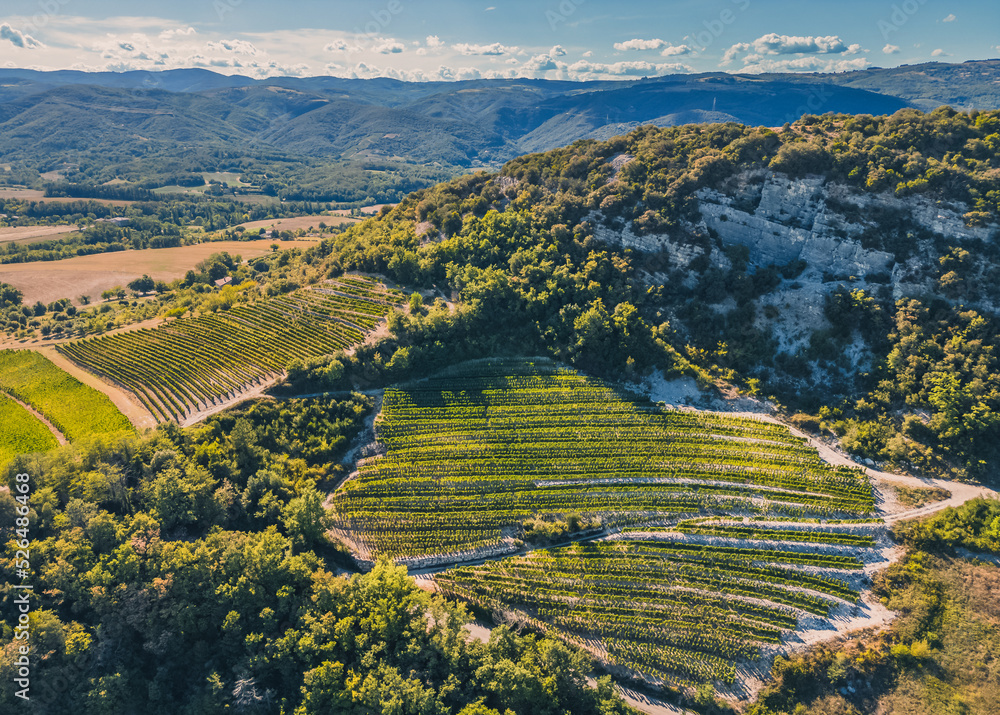 Panoramic aerial photo of the ripening grape fields during the summer season. White grape intended for wine. A few weeks before harvest. Grape fields on the view of the mountain. Background. Landscape