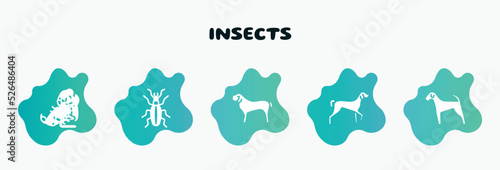 insects filled icons set. flat icons such as golden ground beetle, english mastiff, kurzhaar, airedale, scorpio icon collection. can be used web and mobile.