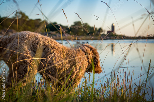 Fototapeta Naklejka Na Ścianę i Meble -  golden doodle dog at beach of bornholm denmark with lighthouse
