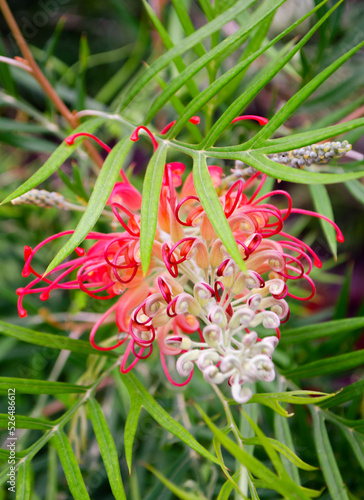 Pink and white Grevillea spider flower photo