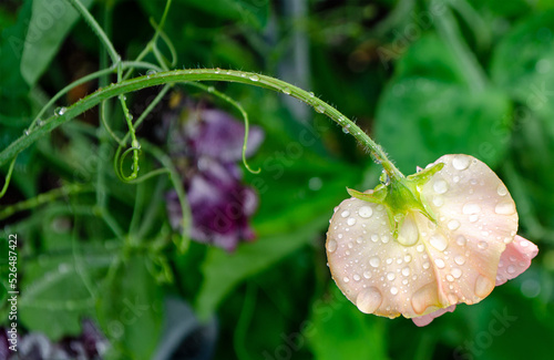 Fotografie Delicate pale peach sweetpea flower stem covered in waterdrops