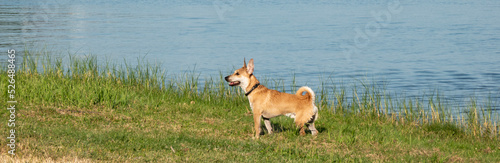 A playful dog full of energy of love and life enjoys God's gift of existence © tonysk