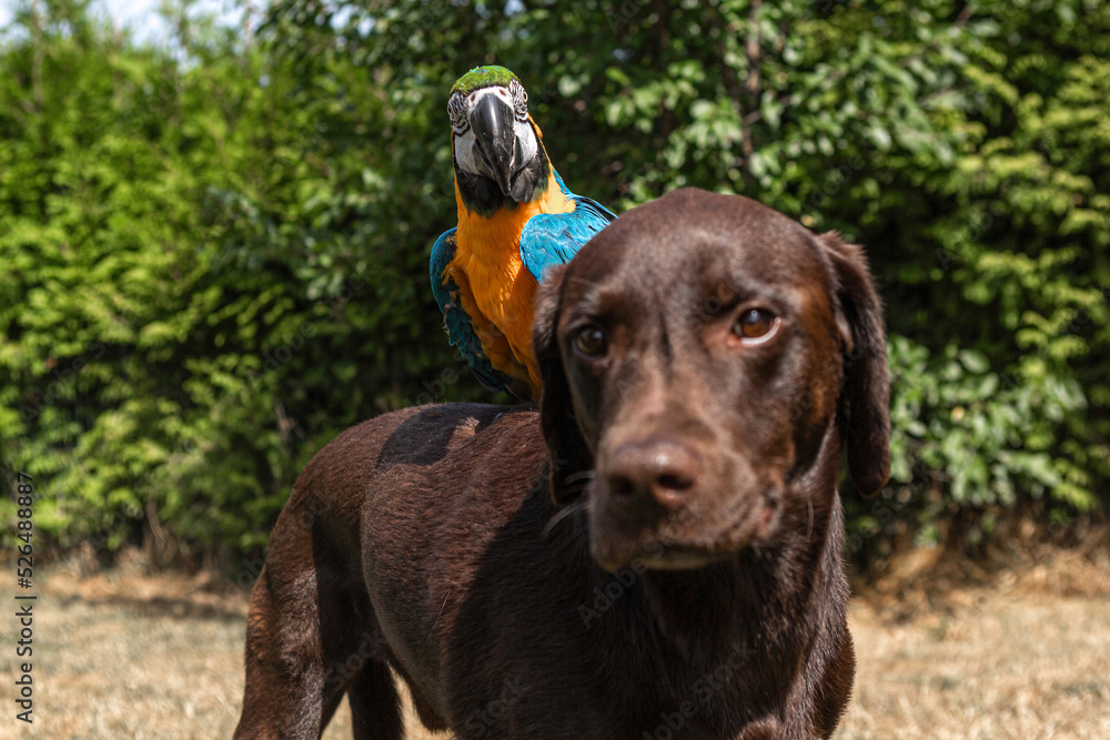 Unusual animal friends: A macaw parrot sitting on a brown labrador retriever dog. Dog is looking insecure Unusual animal friends: A macaw parrot sitting on a brown labrador retriever dog. Dog is looking insecure