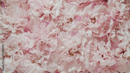 Time-lapse lot of opening pink flowers. Reverse time lapse withering and blooming flower texture. Soft color flower pattern from full blossom to withered. Life and death, youth and aging concept