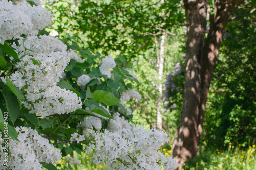 Fototapeta Naklejka Na Ścianę i Meble -  晴天の初夏に咲く白いライラックの花