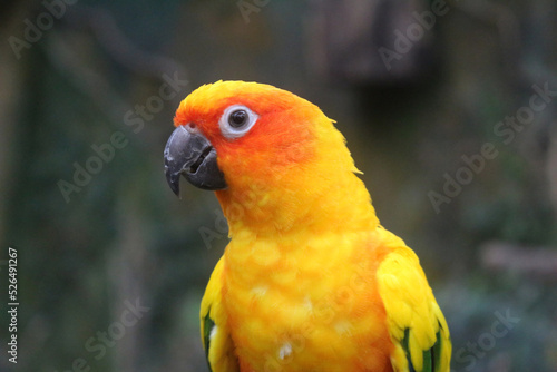 Expressive yellow bird Guacamaya Papagaio