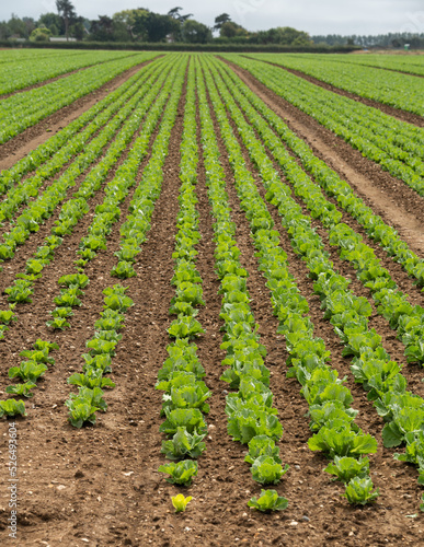 green vegetables growing in a row after irrigation