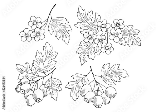 Hawthorn plant graphic black white isolated sketch illustration vector 