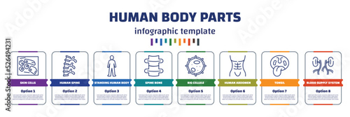 infographic template with icons and 8 options or steps. infographic for human body parts concept. included skin cells, human spine, standing human body, spine bone, big cellule, abdomen, tonsil,